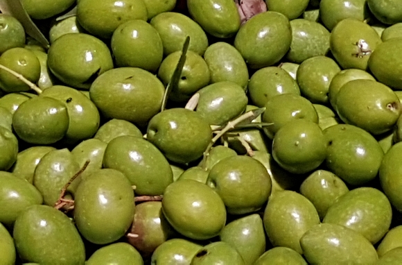 olive persiani 580